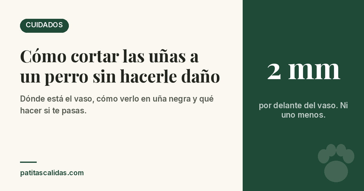 Cómo cortar las uñas a un perro sin hacerle daño: cortar 2 mm por delante del vaso