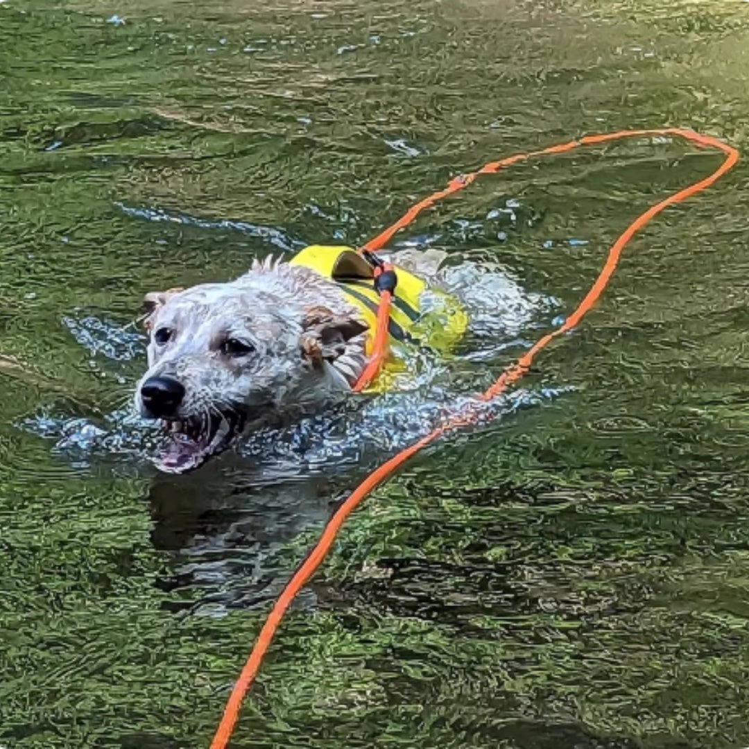 Perro nadando en un lago con la correa larga naranja flotando detrás