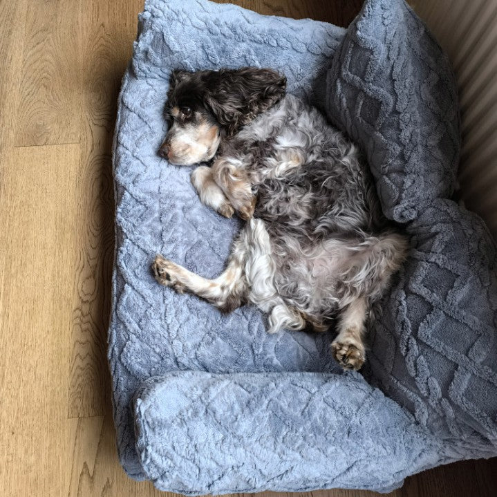 Perro dormido boca arriba dentro de la cama sofá