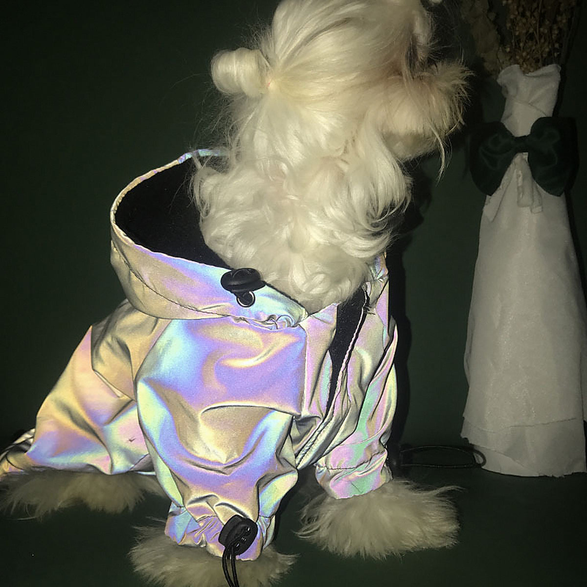 Perro pequeño con el abrigo puesto sobre fondo oscuro, devolviendo el reflejo de la luz