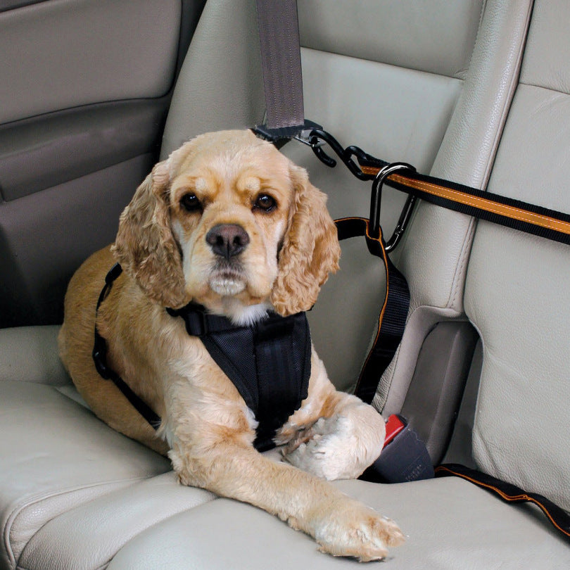 Perro sujeto con el cinturón en el asiento trasero