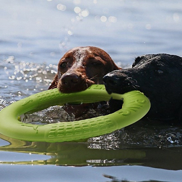 Dos perros nadando y mordiendo la anilla verde flotando en el agua