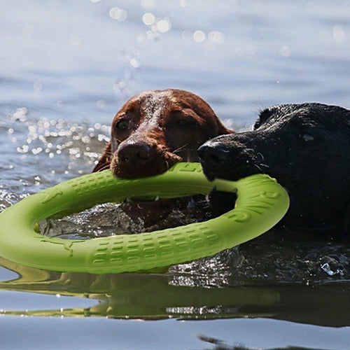 Dos perros nadando y mordiendo la anilla verde flotando en el agua
