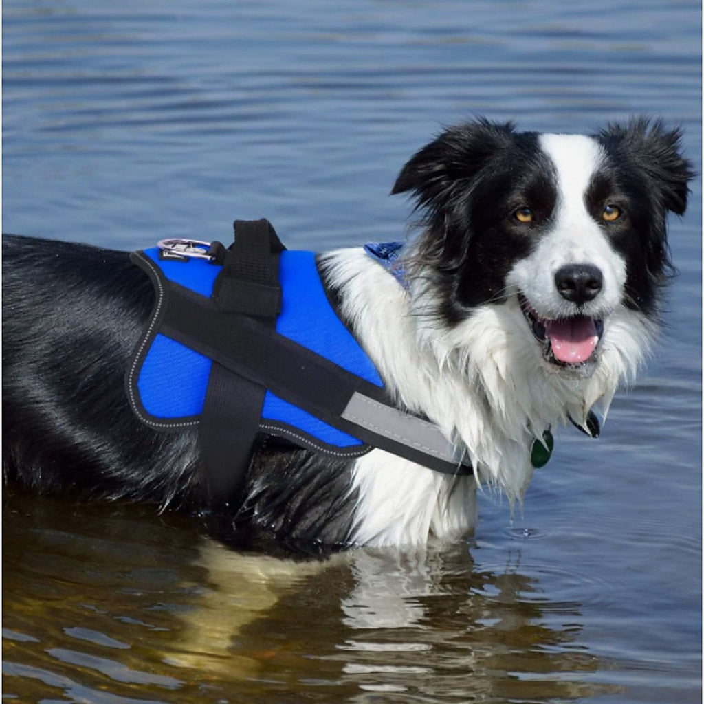 Border collie metido en el agua con el arnés acolchado azul puesto