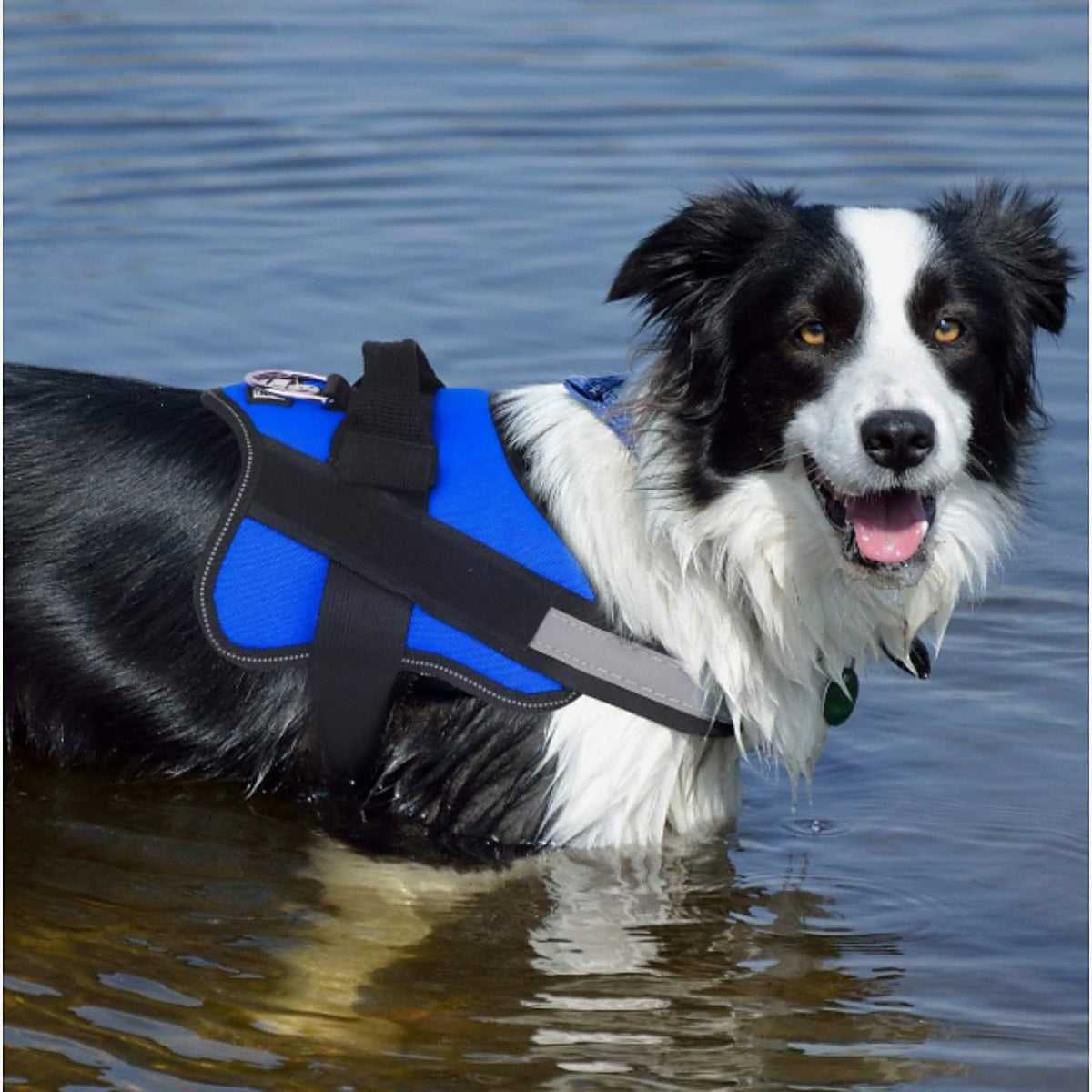 Border collie metido en el agua con el arnés acolchado azul puesto