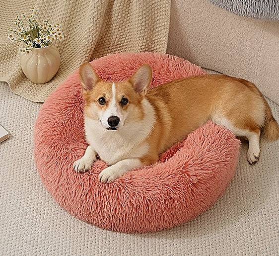 Corgi tumbado en la cama en dónut rosa con la cabeza apoyada en el borde