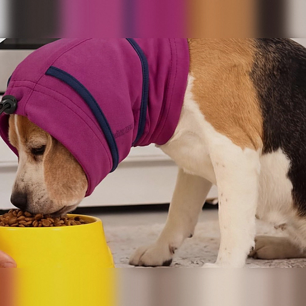 Beagle comiendo del cuenco con la capucha sujetándole las orejas