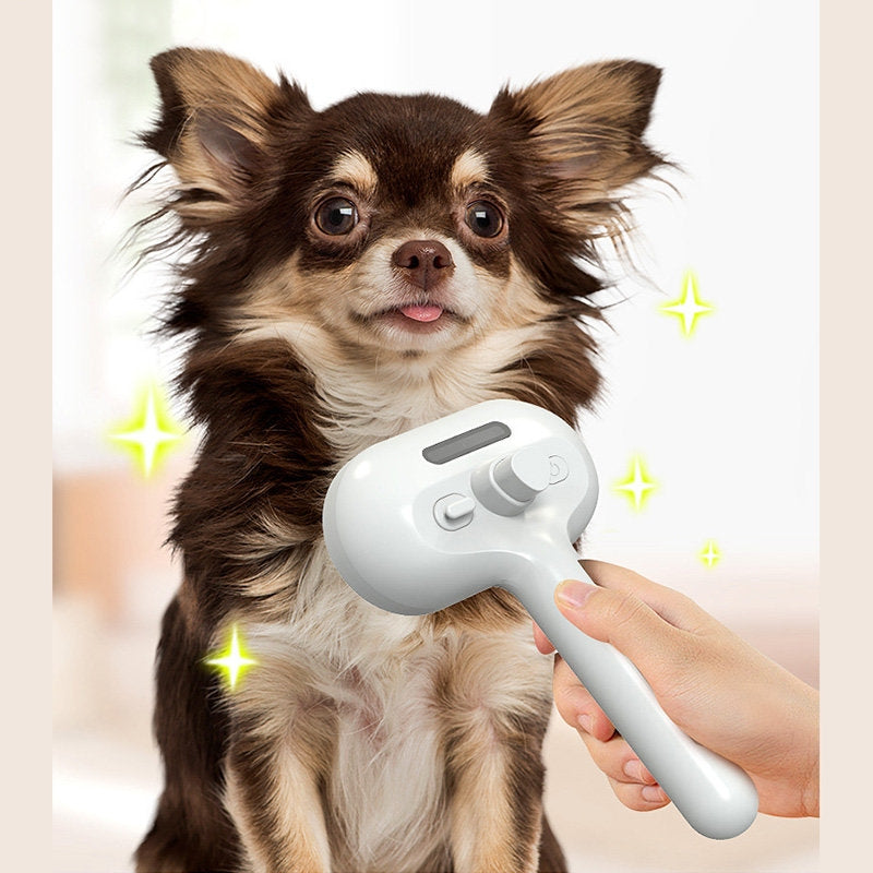Cepillando a un chihuahua de pelo largo con el cepillo blanco