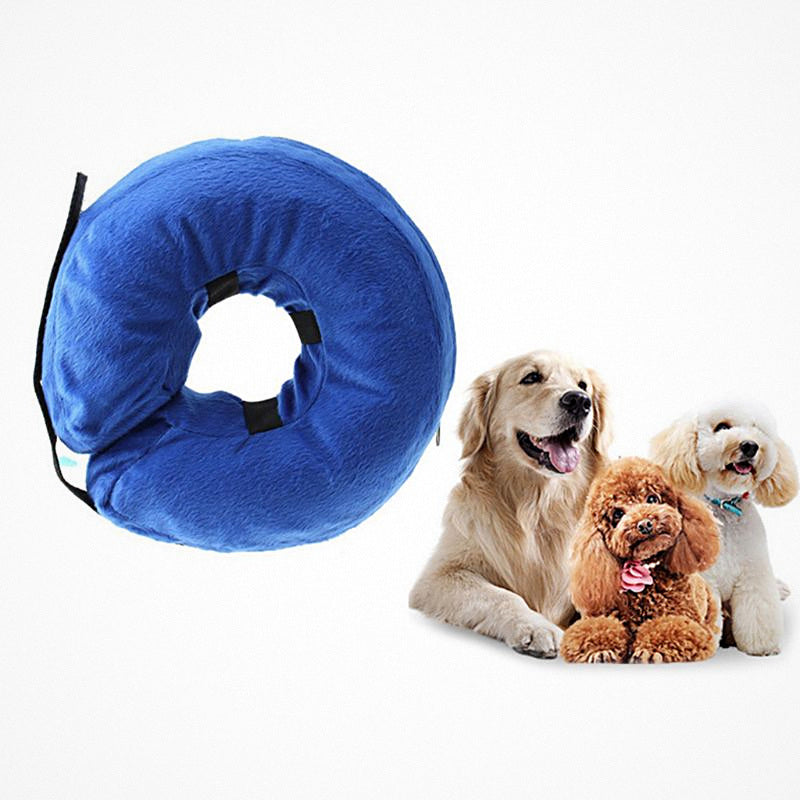 Collar inflable azul junto a un golden retriever, un caniche y un bichón