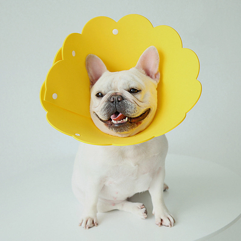 Bulldog francés con el collar isabelino de espuma amarillo puesto