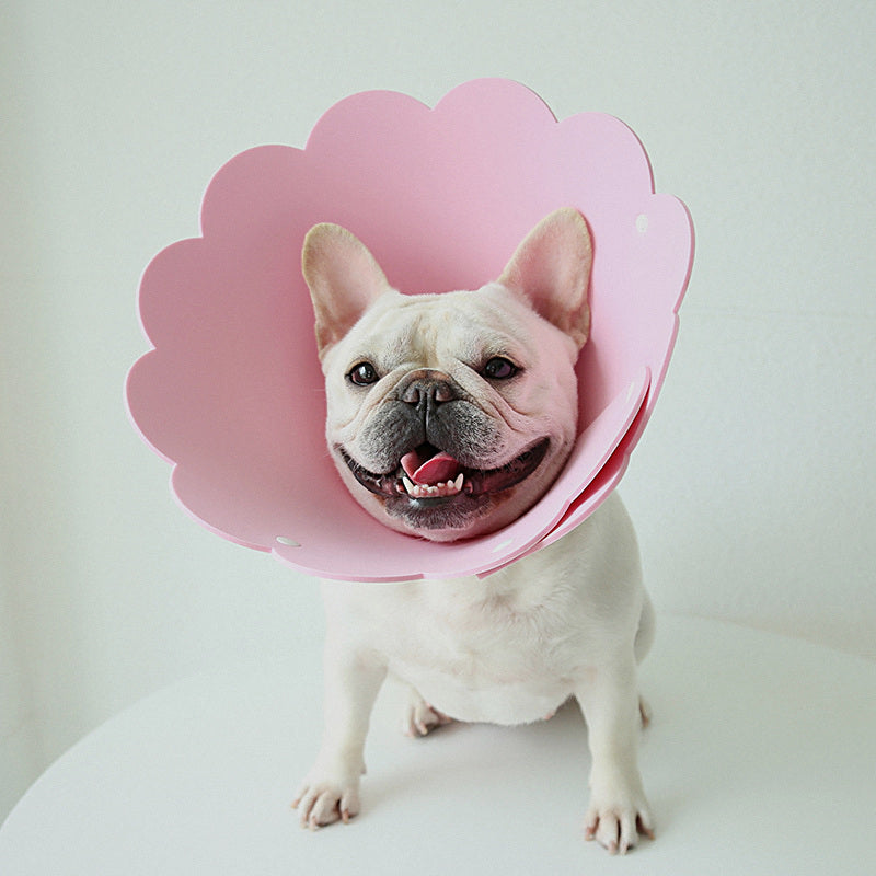 Bulldog francés con el collar isabelino de espuma rosa puesto