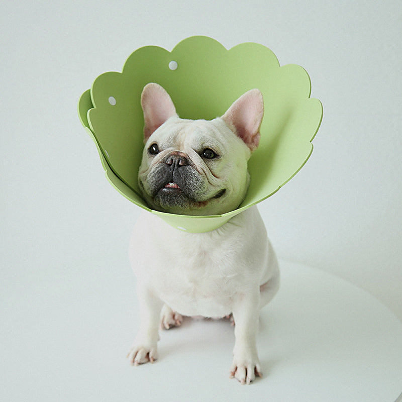 Bulldog francés con el collar isabelino de espuma verde puesto