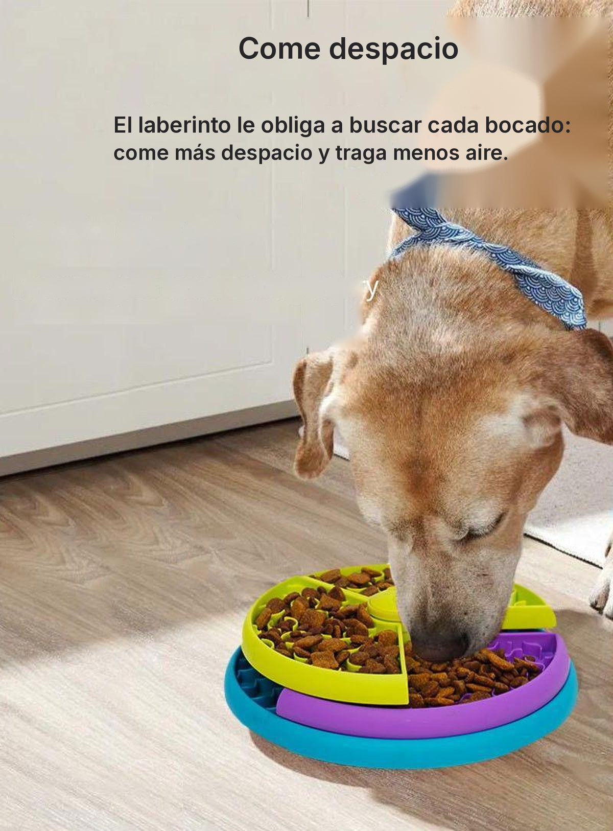 Labrador comiendo del comedero puzzle en el suelo de la cocina