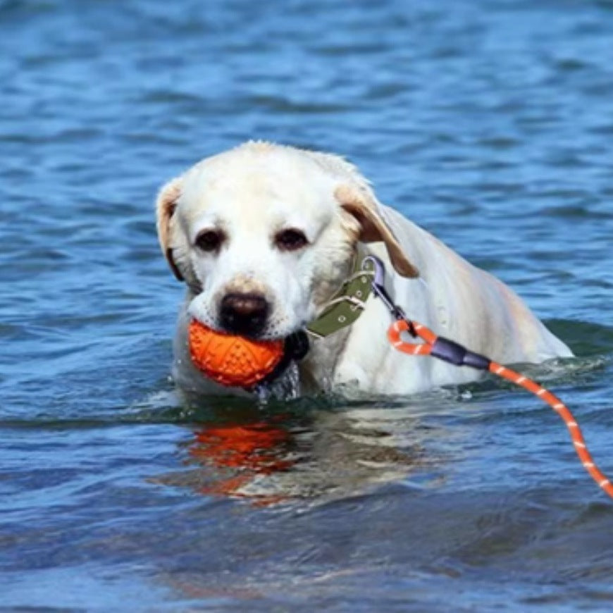 Labrador en el agua con una pelota y la correa naranja enganchada al collar