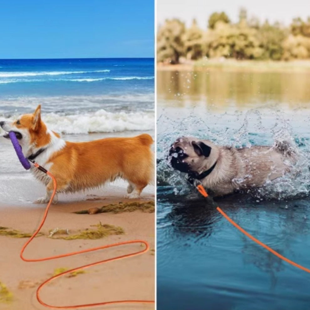 Corgi en la playa y carlino en el agua, los dos con la correa larga naranja