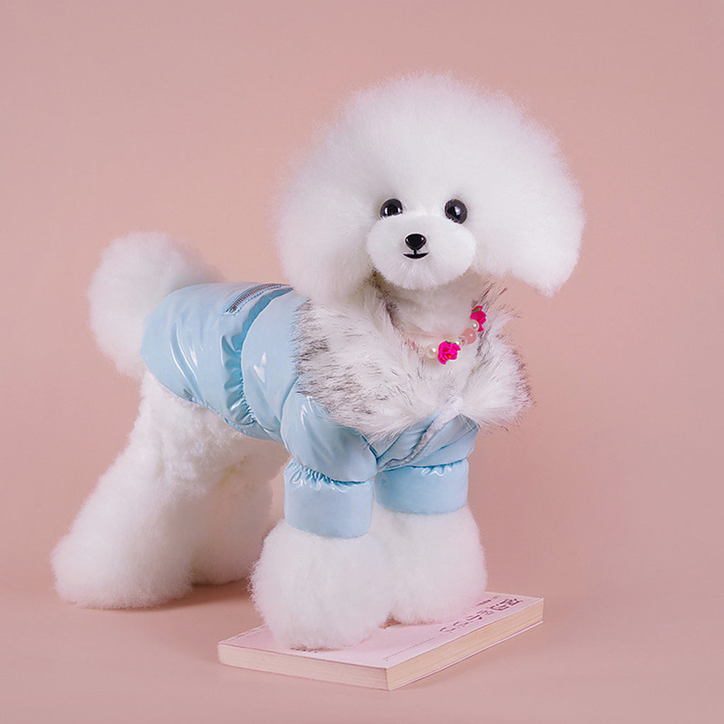 Perro pequeño con el plumífero azul puesto, visto de perfil